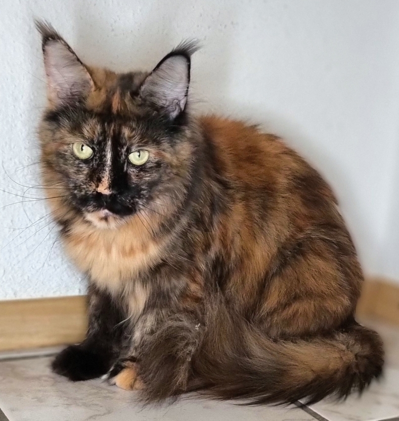 Bambola Mia