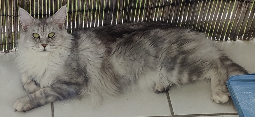 DEBIE 1.jpg