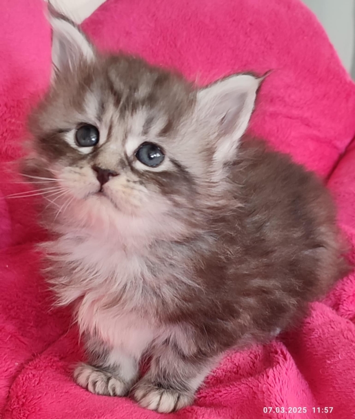 Coco