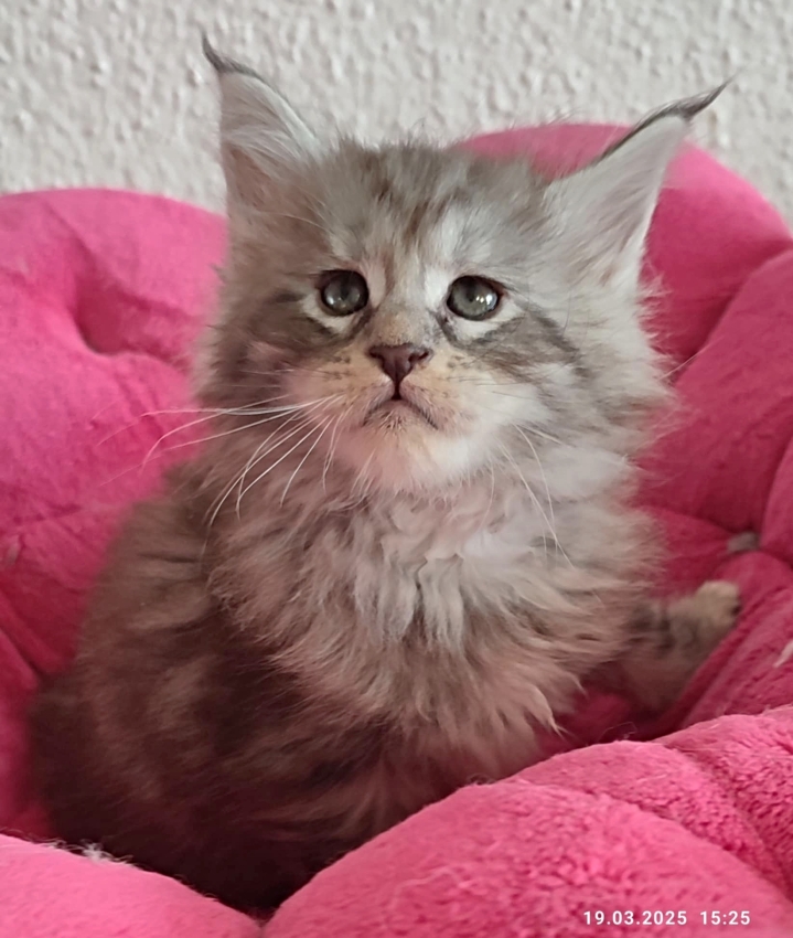 Catano